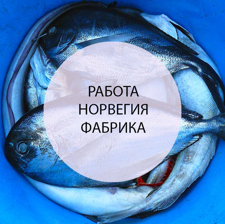 Fish factory cleaner