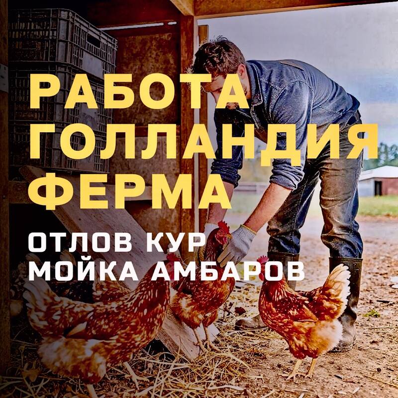 Poulty farm worker