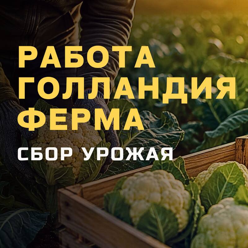 Рабочий (сбор урожая)